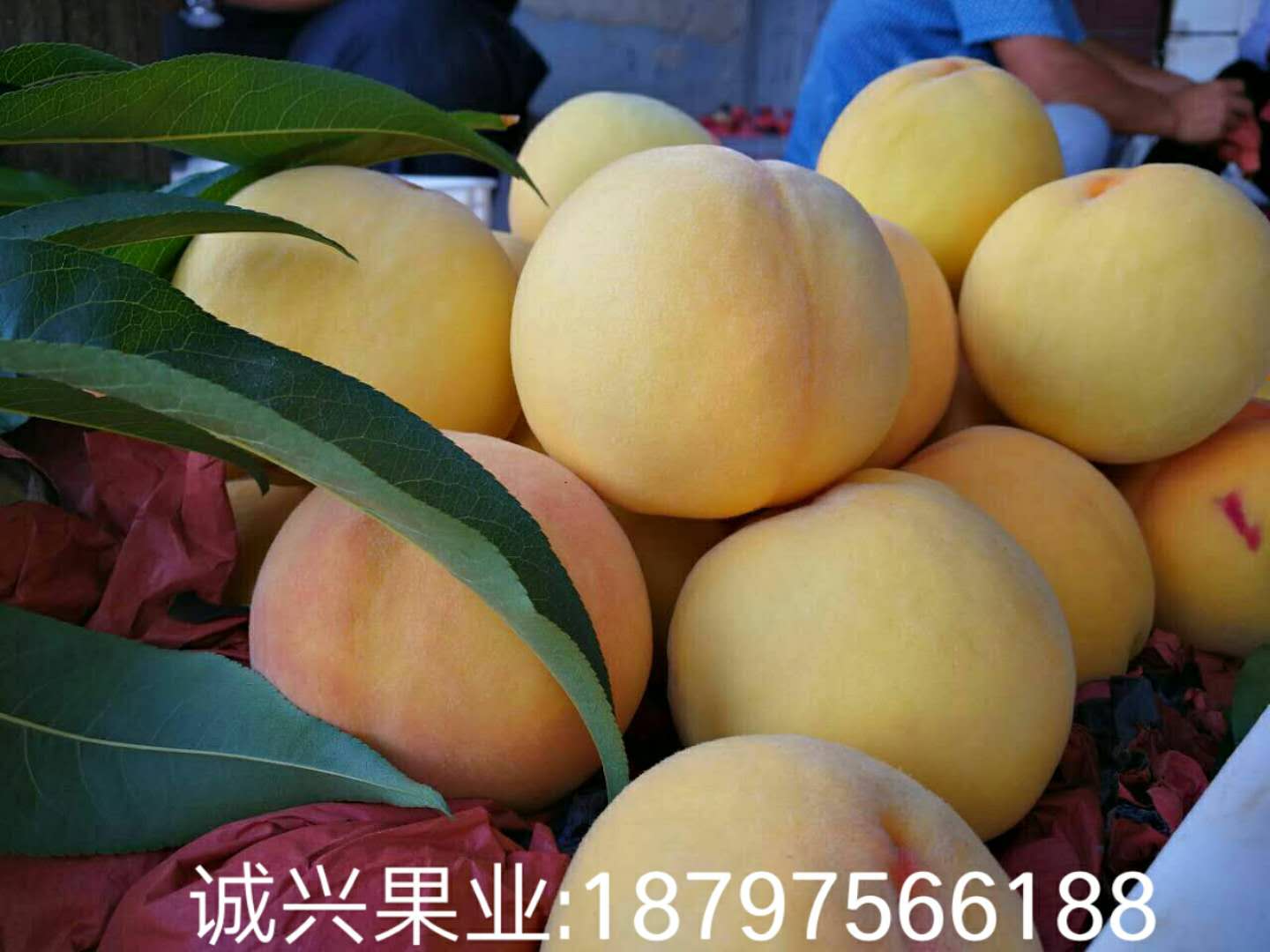 雪峰山黄桃