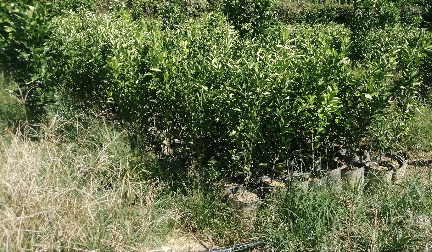 雪峰冰糖柚两年移植苗