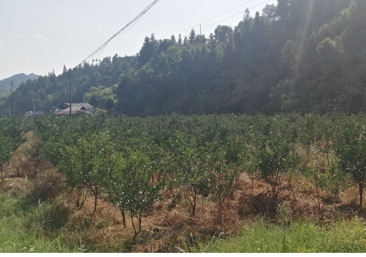 柚苗基地